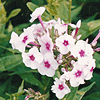 Phlox panaculata 