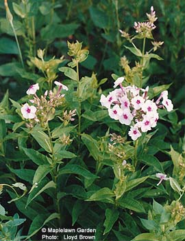 Phlox panaculata 