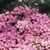 Phlox subulata