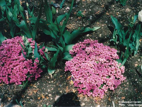 Phlox subulata