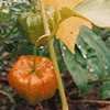 Physalis alkengi