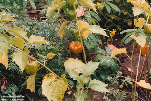 Physalis alkengi