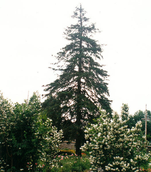 Picea glauca