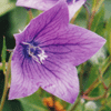 Platycodon grandiflorus