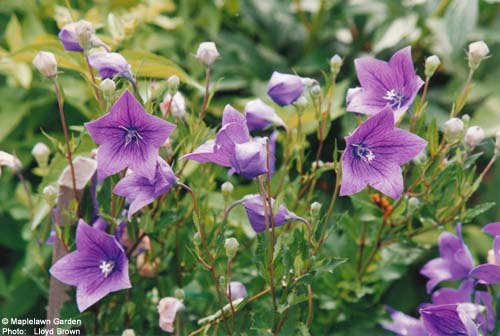 Platycodon grandiflorus