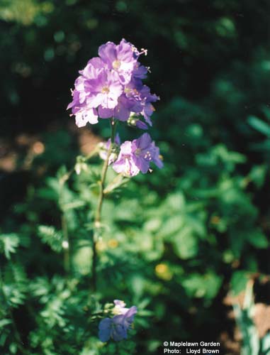 Polemonium caeruleum