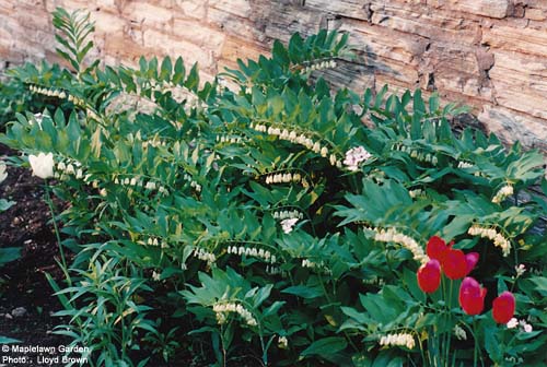 Polygonatum biflorum