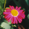 Painted daisy