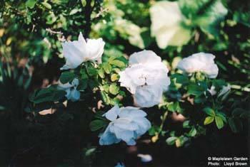 Rosa rugosa