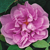 Rosa rugosa