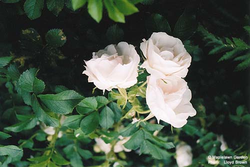 Rosa rugosa