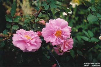 Rosa rugosa