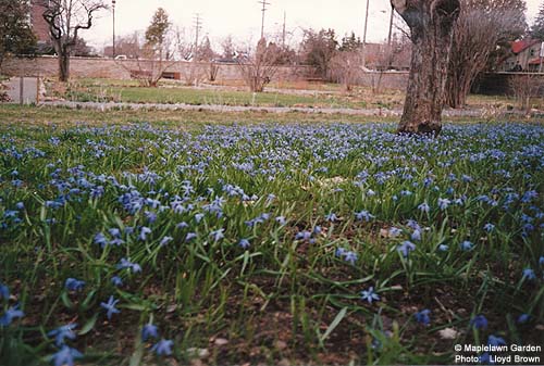 Scilla siberica