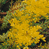 Sedum spurium