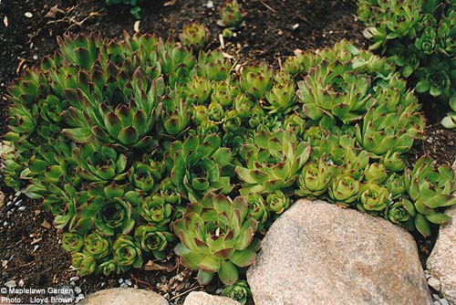 Sempervivum tectorum