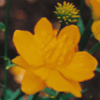 Trollius europaeus