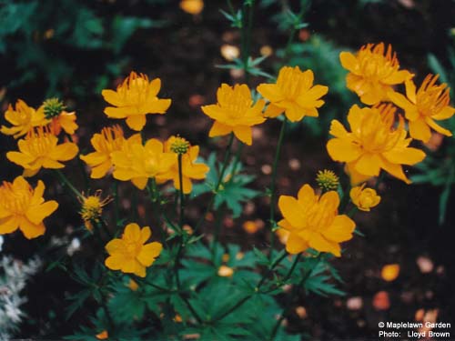 Trollius europaeus