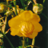 Trollius