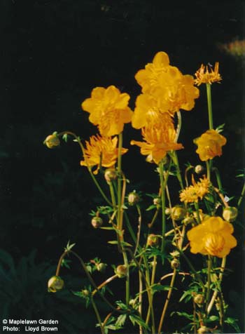 Trollius