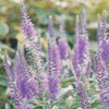 Veronica spicata