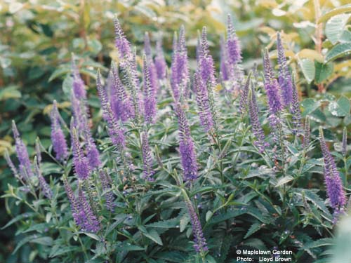 Veronica spicata