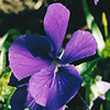 Viola labradorica