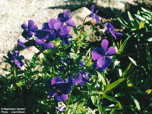 Viola labradorica