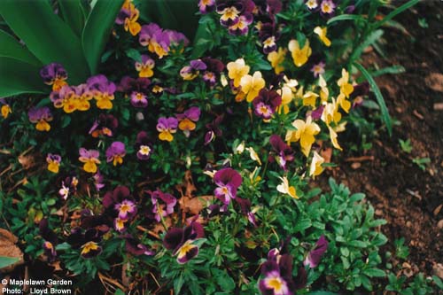 Viola tricolor 