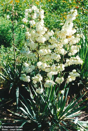 Yucca filamentosa