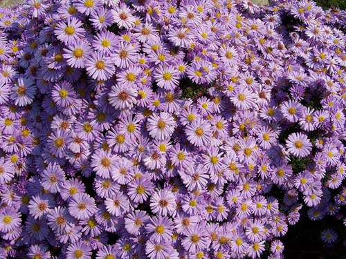 Aster amellus