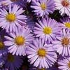 Aster amellus