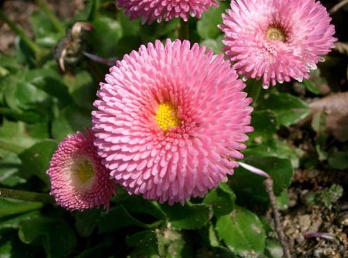 Bellis perennis