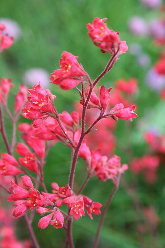 Coral Bells