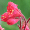 Coral Bells