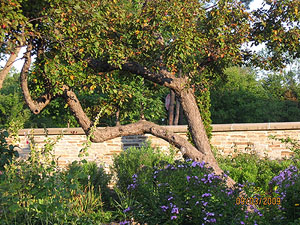 C Northwest Crabapple