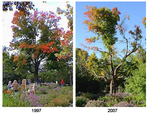 Entrance Maple, 1997 & 2007