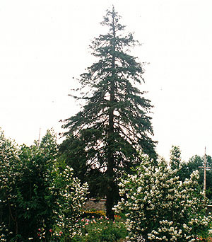 White Spruce & Mock Orange